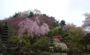 hanamiyama11.JPG