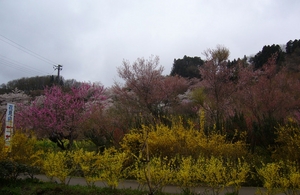 hanamiyama12.JPG