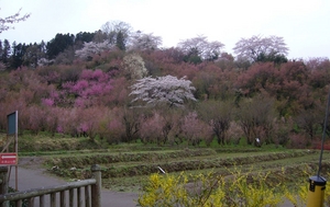 hanamiyama13.JPG