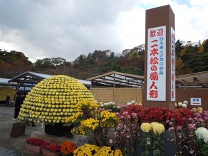 kiku1.JPG
