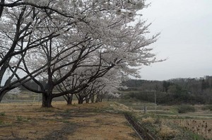 sakura22017.jpg