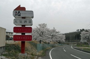 sakura32017.jpg