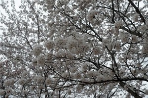sakura42017.jpg