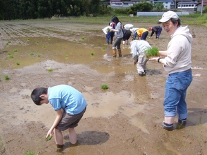 taue33.JPG
