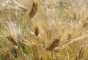 towa12010.JPG