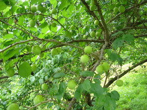 ume1.jpg