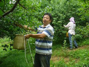 ume2.jpg