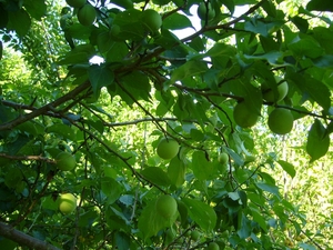 ume2010.JPG